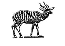 Logo Cameroon Wildlife Conservation Society
