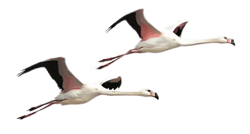 Flamingos