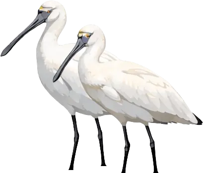Birds Flying