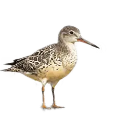 Partner Bird