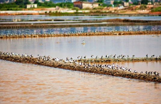 wetland