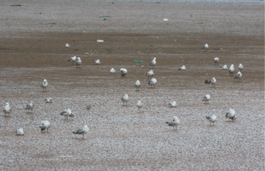 Birds at the cost