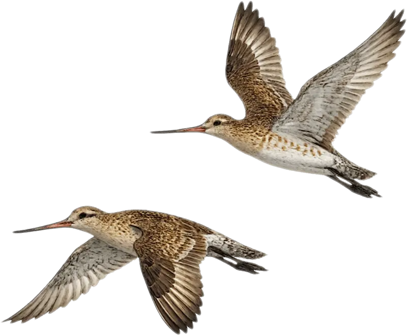 Two bartailed godwits