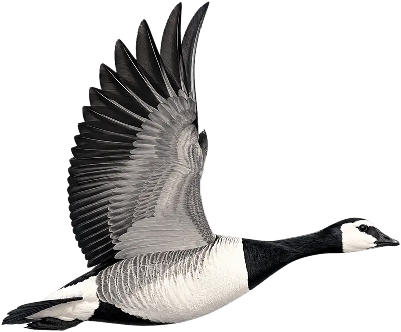 goose