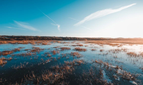 Wetland